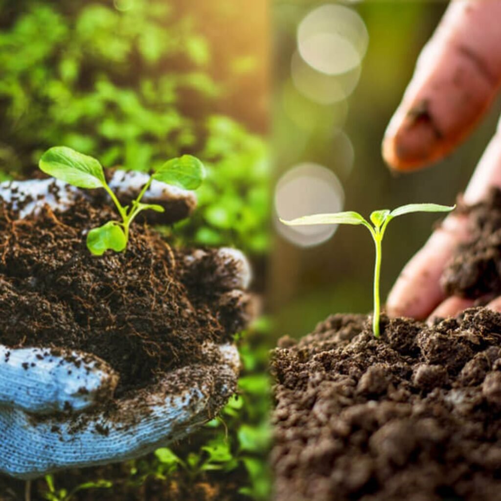 Natural Farming in Tirunelveli with Elite Organic Farms