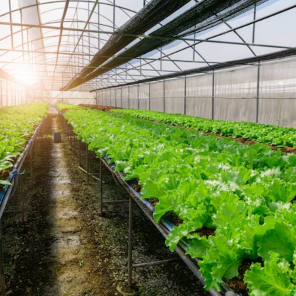 Organic Farming Experts in Tirunelveli – Elite Farms