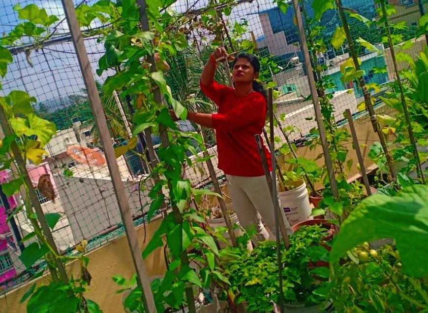 Organic Terrace Gardening Services in Tirunelveli ﻿