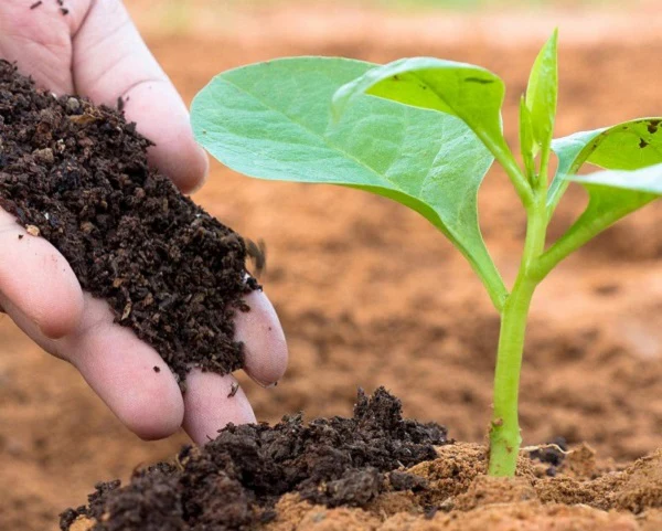 "Top Soil Enrichment Tips in Tirunelveli – Elite Organic Farms"