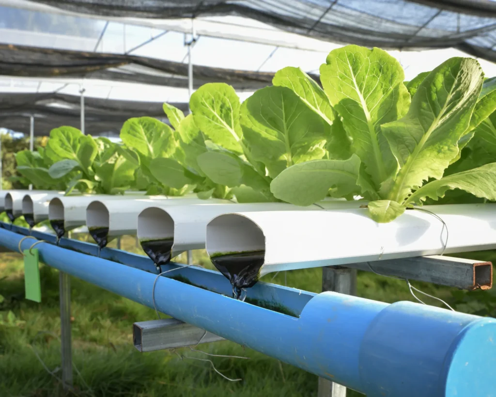 Top Hydroponic Farming Training in Tirunelveli