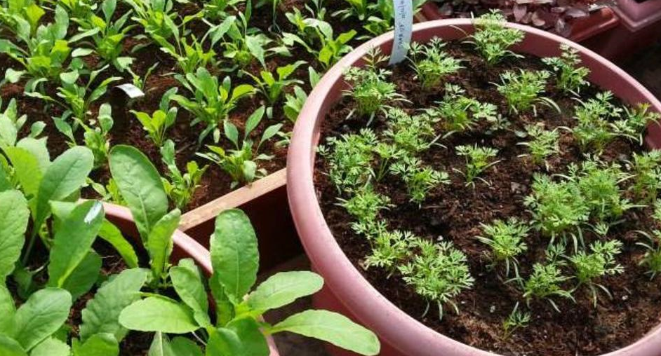 Organic Gardening Workshops in Tirunelveli at Elite Organic Farms & Garden