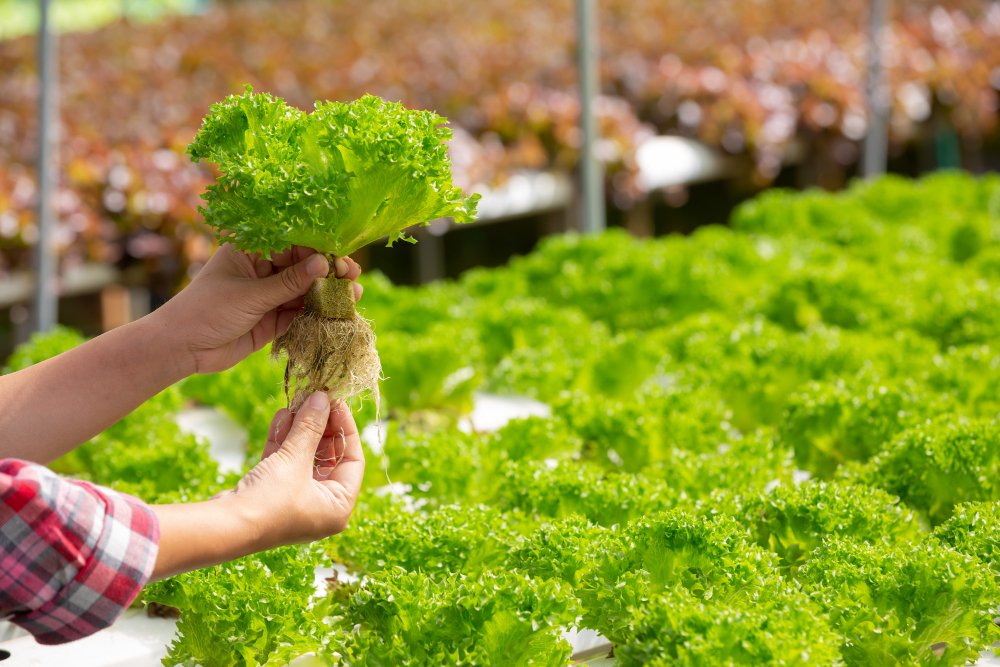 Premium Hydroponic Gardening Supplies in Tirunelveli